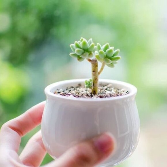 Vintage Other - Small White Plant Pot